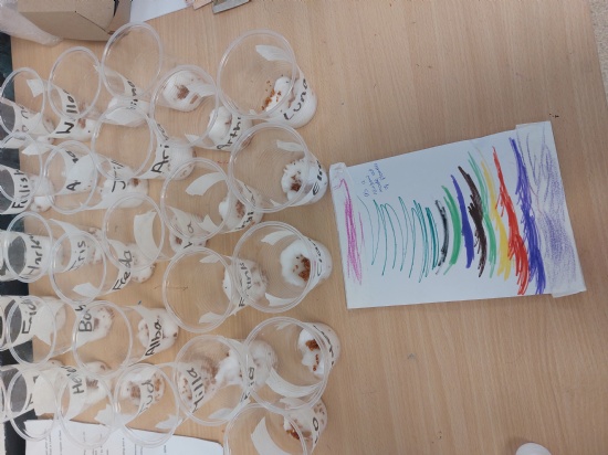 Nursery - Growing watercress